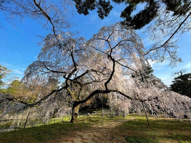 Green Spaces, Kyoto Gyoen is the Perfect Escap