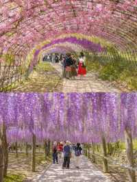 Kawachi Fuji-En สวยวิสเทอเรียที่สวยสุดในฟุกุโอกะ💜