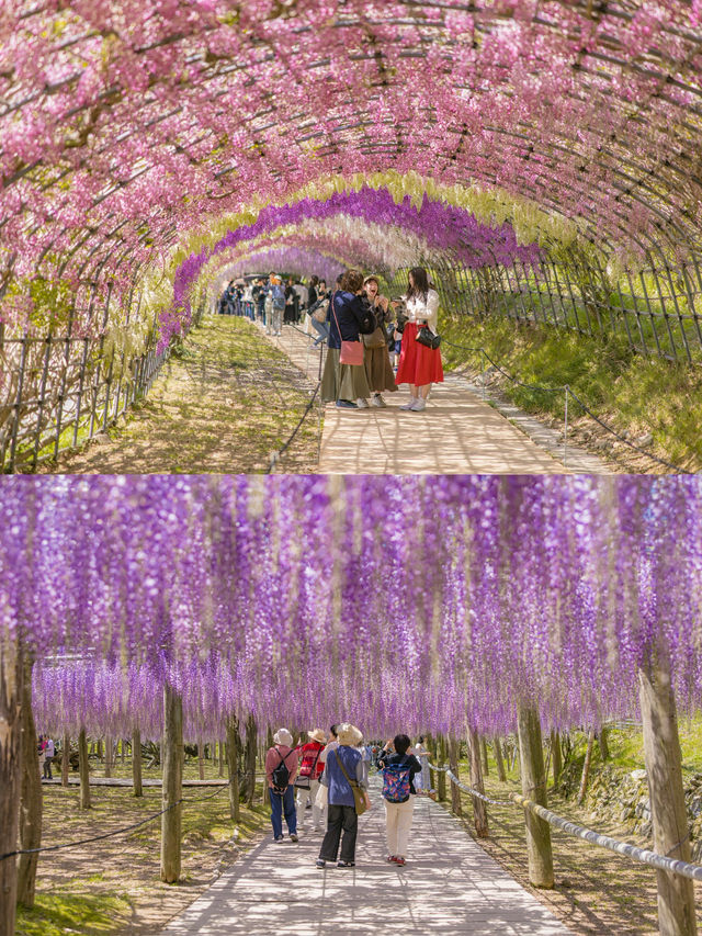 Kawachi Fuji-En สวยวิสเทอเรียที่สวยสุดในฟุกุโอกะ💜