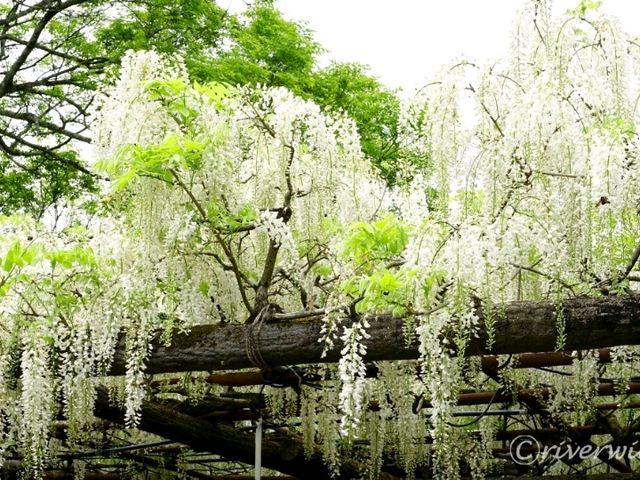 【佐賀県】佐賀県屈指の国指定名勝「御船山楽園」
