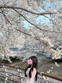 ซากูระที่อุลซาน