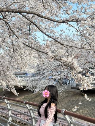 Sakura in Ulsan