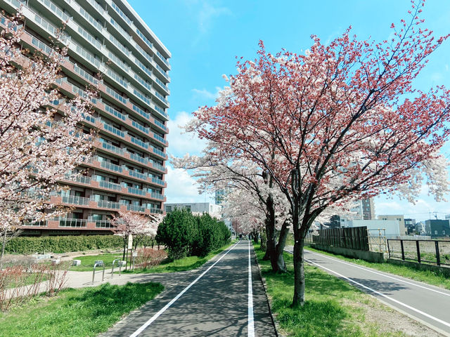 札幌 花見
