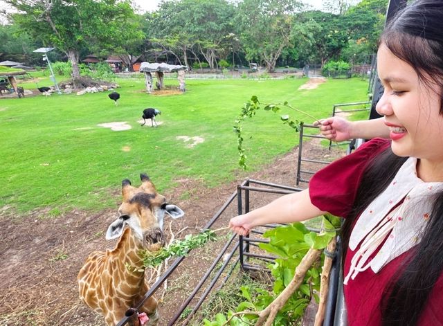 🌳 พาเที่ยวแบบเข้าป่า ที่สวนสัตว์เปิดเขาเขียว 🦒