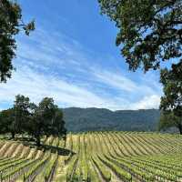 Sip, swirl, and slow down—B.R. Cohn Winery, where every glass tells a story.