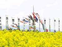 【栃木県】鯉のぼりと菜の花畑のコラボ「那須ハートフルファーム」