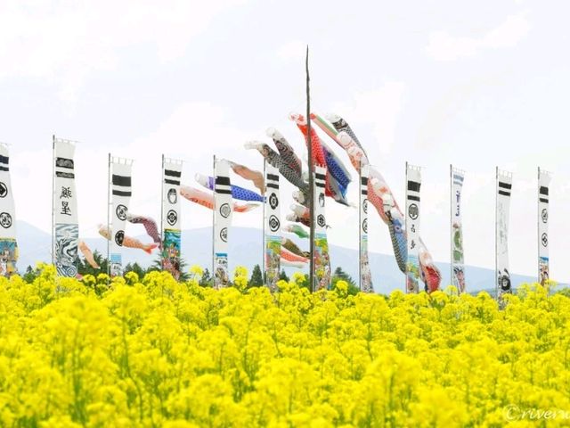 【栃木県】鯉のぼりと菜の花畑のコラボ「那須ハートフルファーム」