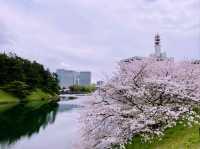 kyoto blossom