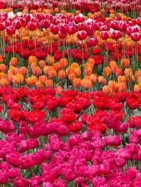 Keukenhof Park is Absolutely Stunning! 🌷