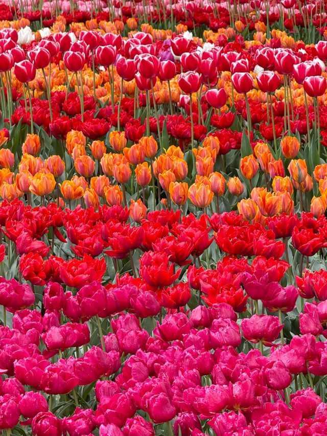 Keukenhof Park is Absolutely Stunning! 🌷
