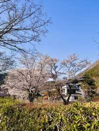 Sakura Reflections on a Village Stroll: Spring in Yufuincho Kawakami 