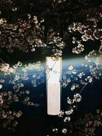 Ulsan in Bloom: A Coastal Cherry Blossom Escape
