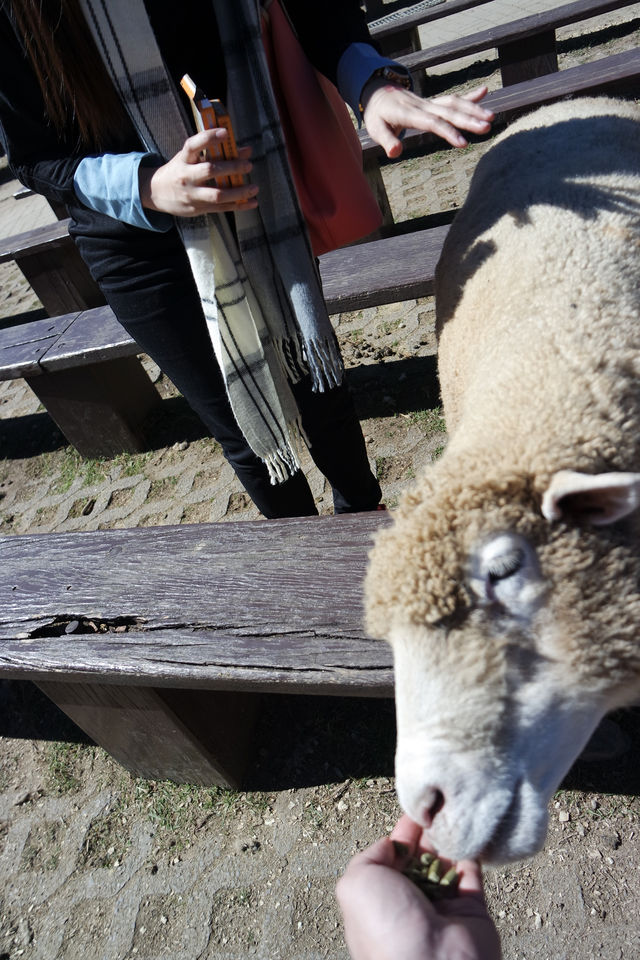 Explore Cingjing Farm (清境農場) – Small Swiss Garden & Carton King Area