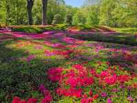 “The Petal-Crowned Heart of Tokyo”