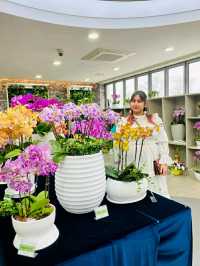Pyeongtaek in Bloom: A Tranquil Cherry Blossom Retreat
