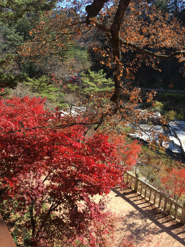 설악산 단풍