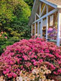 CHILLING WITH COLOURFUL BLOOMS ALL AROUND - CAN'T COMPLAIN 
