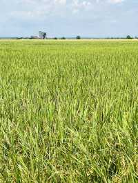 🌾✨ Day Trip to Sekinchan: Golden Paddy Fields & Family Fun! ✨🌾