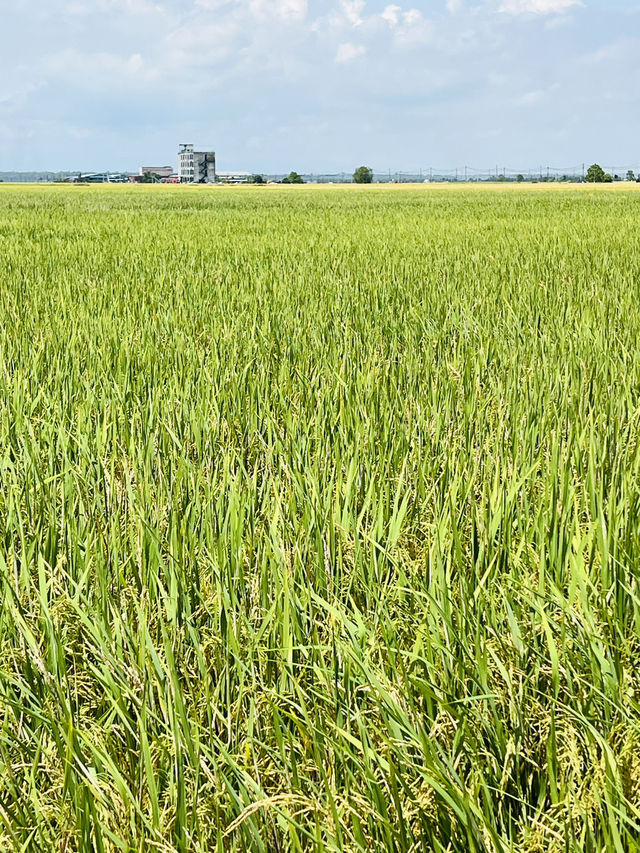 🌾✨ Day Trip to Sekinchan: Golden Paddy Fields & Family Fun! ✨🌾
