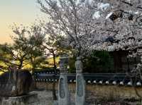 Moonlight & Cherry Blossoms – A Magical Night at Woljeonggyo Bridge