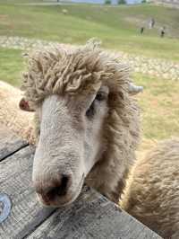 ฟาร์มในฝันที่มีมากกว่าความสวย…🌾🐑