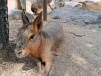【栃木】動物を近くでみられる那須どうぶつ王国が楽しい！