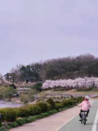 영주봄벚꽃맛집🩷[영주 강변 벚꽃 산책로] 