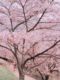 Petals, Pagoda & Peak – The Ultimate Sakura Postcard