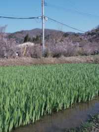 東京去福島就是要來一趟感受漫山櫻花林 