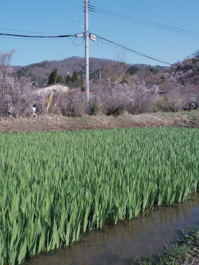 東京去福島就是要來一趟感受漫山櫻花林 