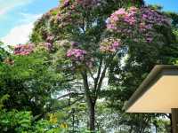Singapore Gardens – Urban Oasis of Beauty and Innovation