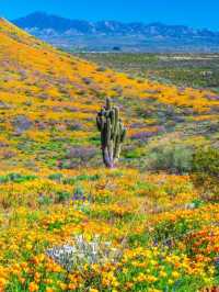 Family trip at Borrego Valley Inn 