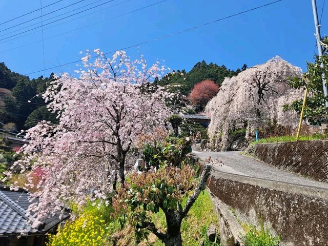 Secret Sakura Spot