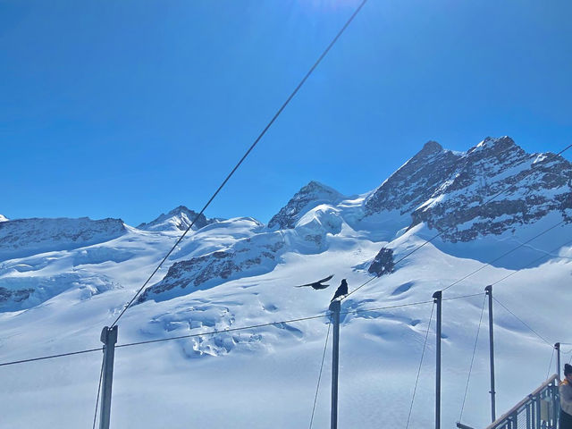 낮에도 밤에도 눈부신 나라, 스위스 🇨🇭