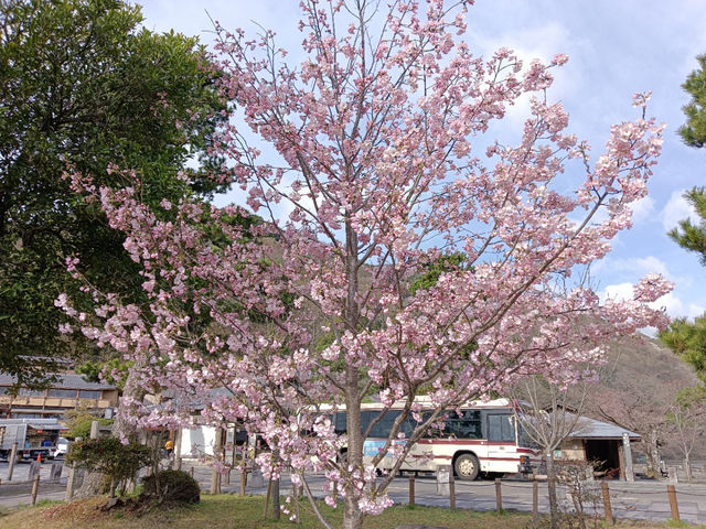京都旅行　嵐山公園