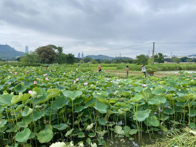 端午節好去處✨ 河上鄉塱原濕地🪷 荷花田隱世賞花美景 
