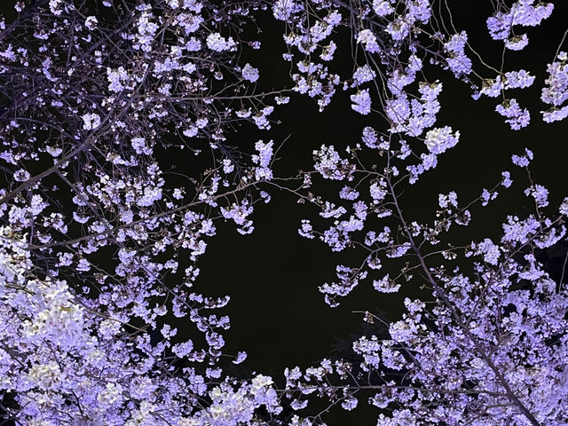 🌸 벚꽃이 밤을 물들인 오사카의 봄 여행