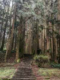 🚂 All Aboard the Red Train: Discovering Alishan Forest's Timeless Charm 🌲🍂
