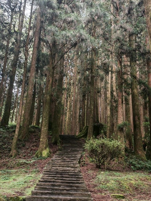 🚂 All Aboard the Red Train: Discovering Alishan Forest's Timeless Charm 🌲🍂