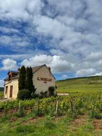 Burgundy for Wine Lovers: A Journey Through France’s Most Precious Vineyards