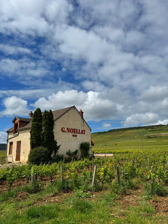 Burgundy for Wine Lovers: A Journey Through France’s Most Precious Vineyards