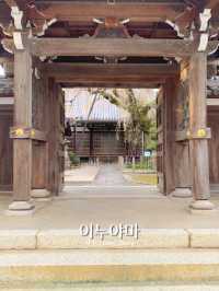 🌸 나고야 근교 1일 소도시 여행 이누야마 💛