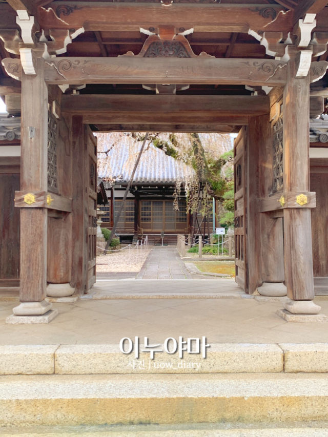 🌸 나고야 근교 1일 소도시 여행 이누야마 💛