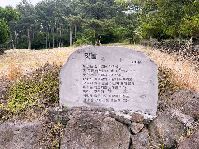 🌲 천연기념물 수산리 ‘곰솔‘
