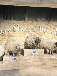 ชมโชว์สัตว์ที่ the scenery vintage farm ราชบุรี