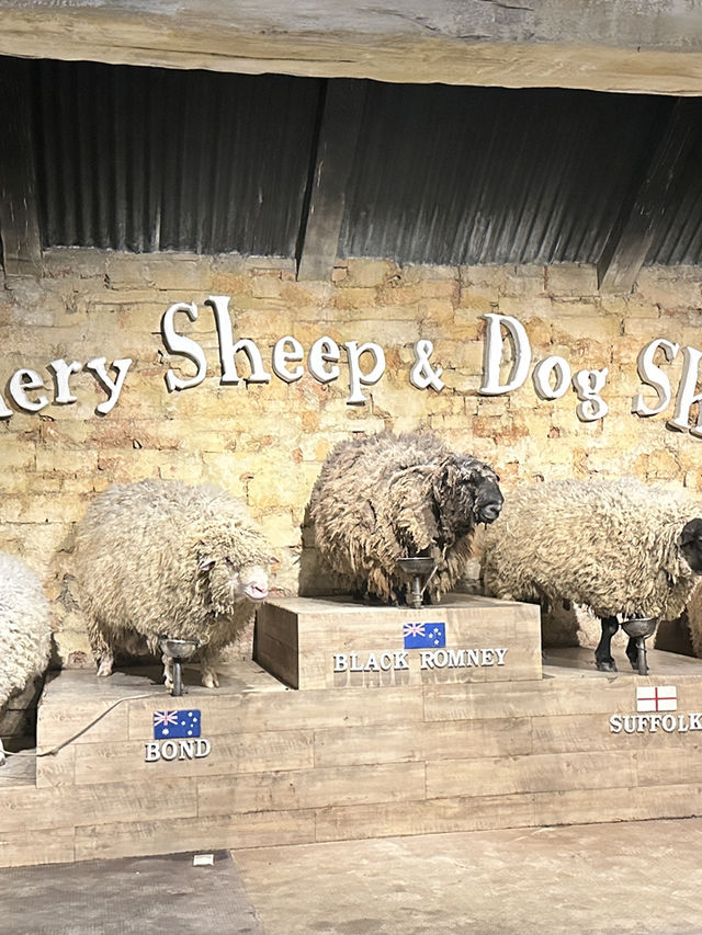 ชมโชว์สัตว์ที่ the scenery vintage farm ราชบุรี