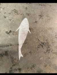 天然の生簀・氷見漁港で海の恵みを満喫🐟