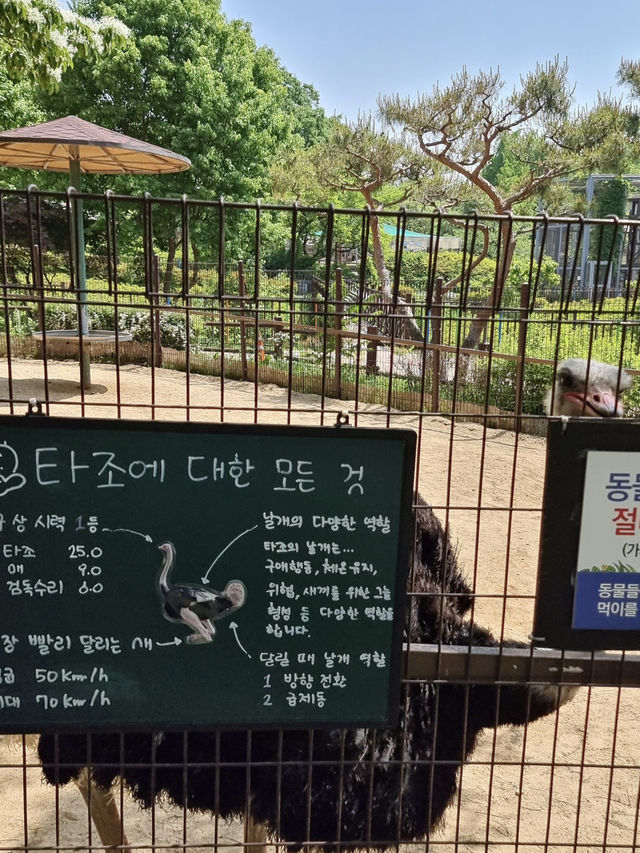 꽃비 맞으며 동물 친구도 만나는 인천대공원 산책 코스✨