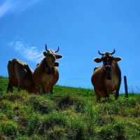 🏔️✨ Summer Weekend at Mount Rigi: Queen of the Mountains 