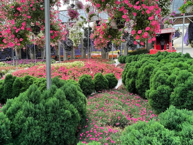 🌸 Blooming Lovely at Flora Park, Cameron Highlands